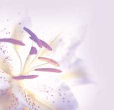 Floral Shot